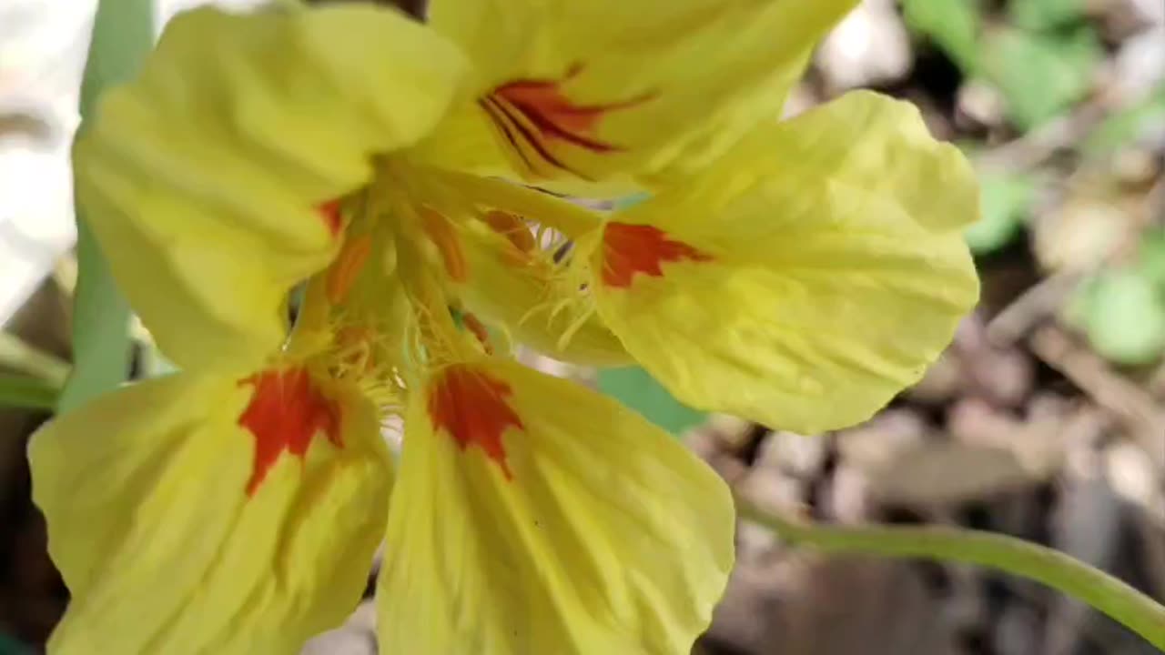 Sweet Summer Flowers