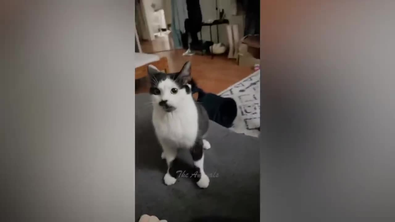 Best Funny Animal Videos Of The 2023 π€£ - Funniest Cats And Dogs Videos πΊπ