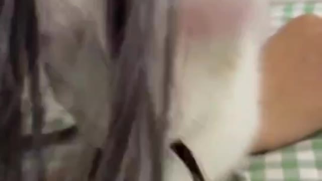 The cat seems to like the taste of my wife shampoo