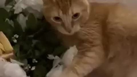 Cute and funny cat video