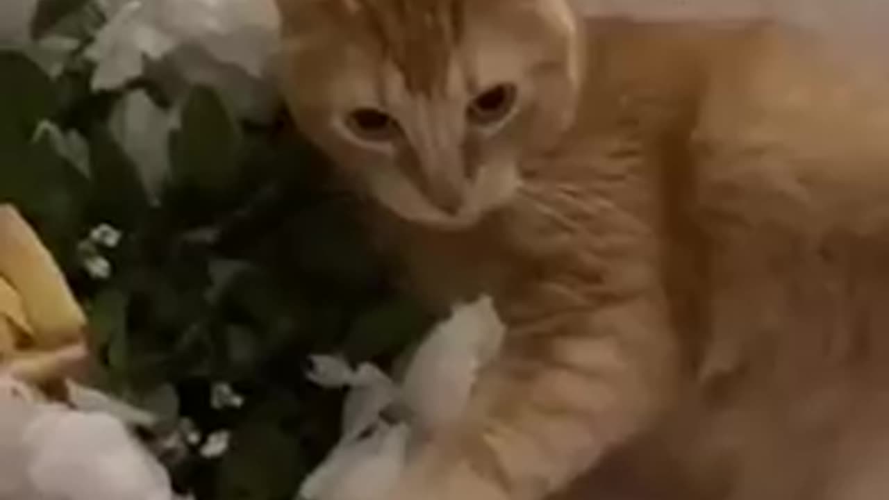 Cute and funny cat video