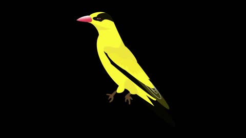 cool and cute oriole animal flat animation mg