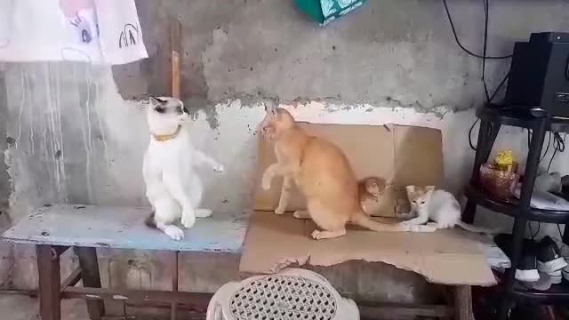 Cats fighting