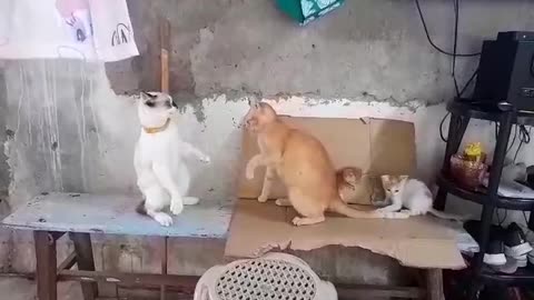 Cats fighting