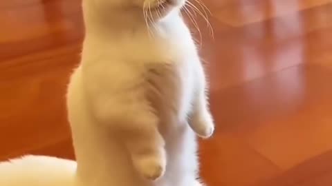 Inspector Cat