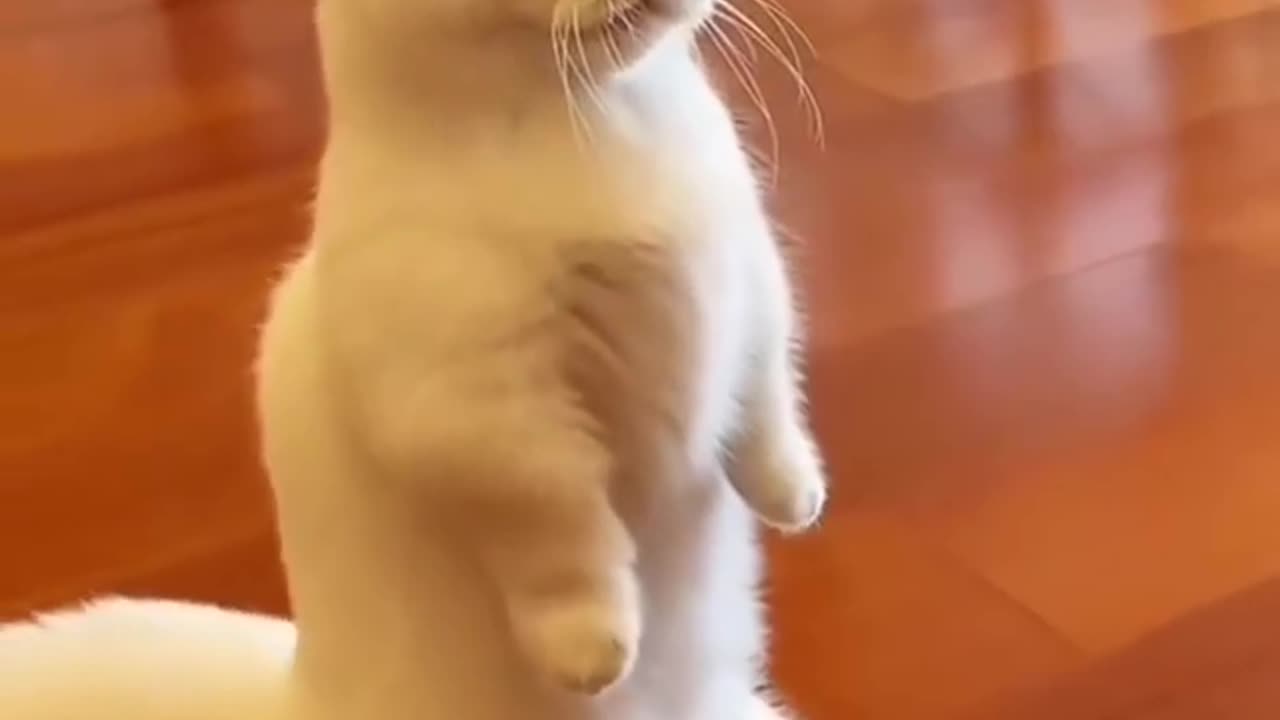 Inspector Cat