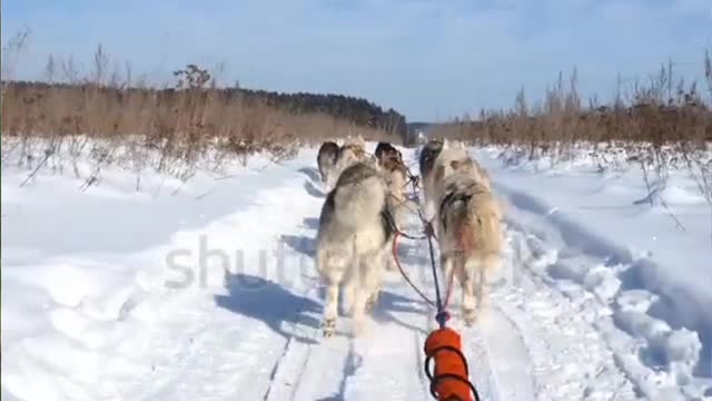 A team of Husky pulling a sled through a nice winter forest. Riding Husky sledge on snow. .