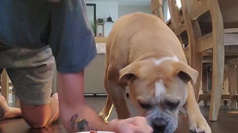 Doggy Takes on His Human in a Treat Race