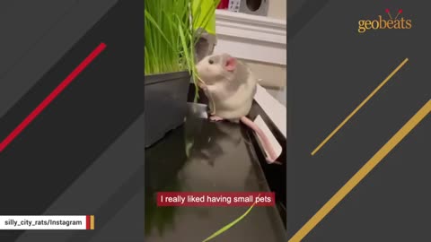 Woman brings home a rat and discovers he's just like a puppy_Cut