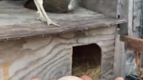 Peacock laying egg