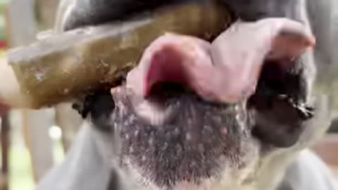 recommended snacks for dogs