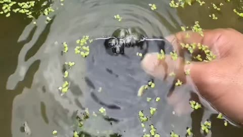 THE WATER IS CLEAR AND THE MOUNTAINS ARE GREEN