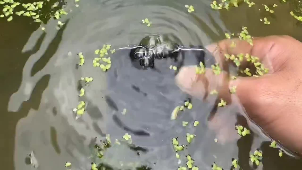 THE WATER IS CLEAR AND THE MOUNTAINS ARE GREEN