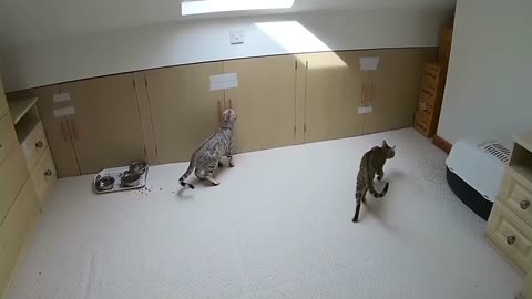 Bengal Cats Vs Fly