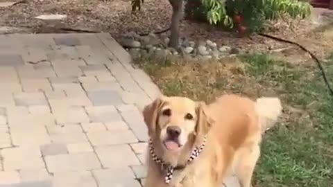 Dog Bad At Doing Dog Stuff