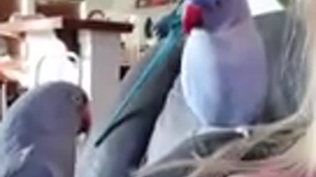 Funny And Cute Parrots #shorts #funny #cute #parrots #pets