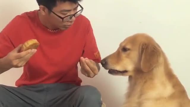 Funny dog video
