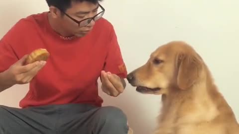 Funny dog video