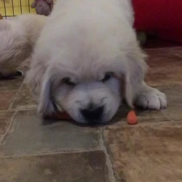Golden Retriever Puppy Tries Baby Carrot For The First Time And He Isn't Too Happy About It