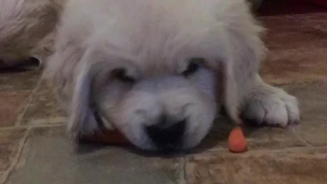 Golden Retriever Puppy Tries Baby Carrot For The First Time And He Isn't Too Happy About It