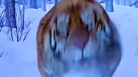 The tiger 😨