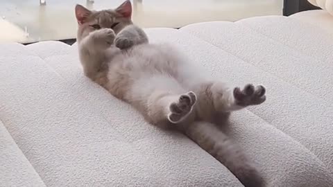 #Cat#