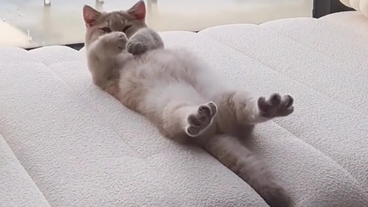#Cat#
