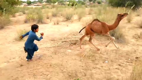 camel and cute baby playing