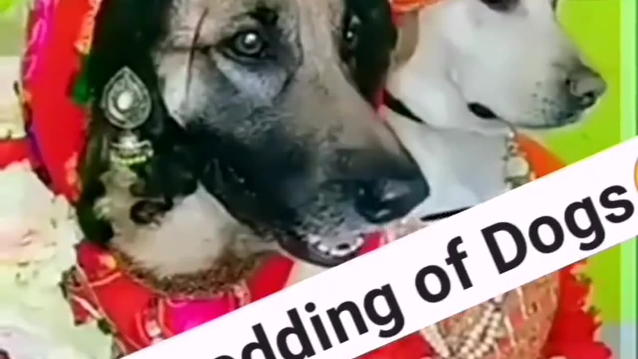 Best funny dog bedding marriage anniversary ,😋😋😋😋🤭🤭🤭🤭