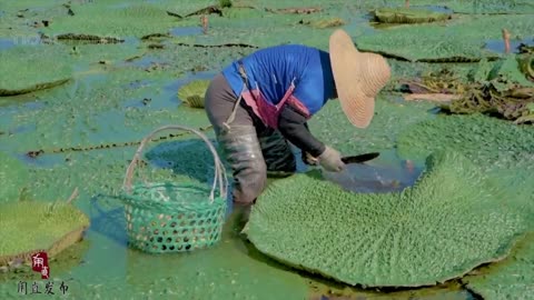 Water Lily Nuts Harvesting and Processing - How to Grow Fox Nuts (Makhana) - Water Lily Farm