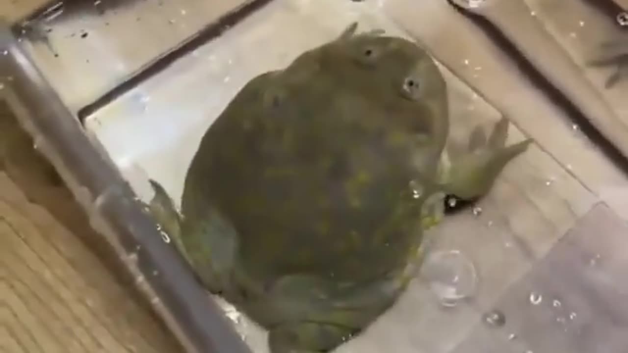 Funny Frog