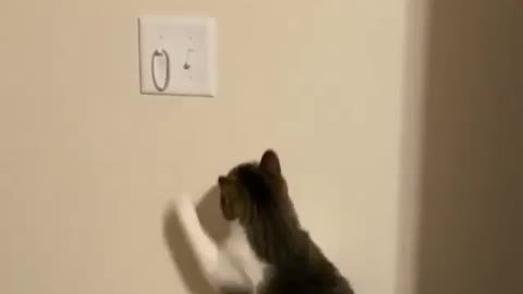 When you are too lazy to turn off the light. Funny Cats Video