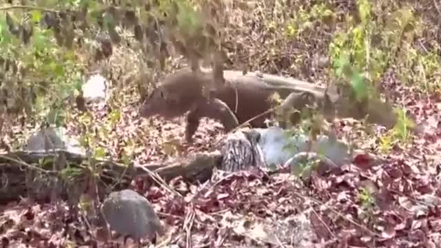 Komodo dragons Have swallowed 1 goatbnt are still trying to find more prey 🙄