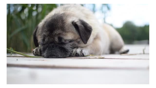 Look how cute is puppy when sleeping😴