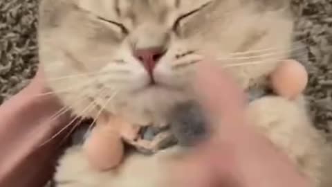 Cute Kitten Cat Funny Video