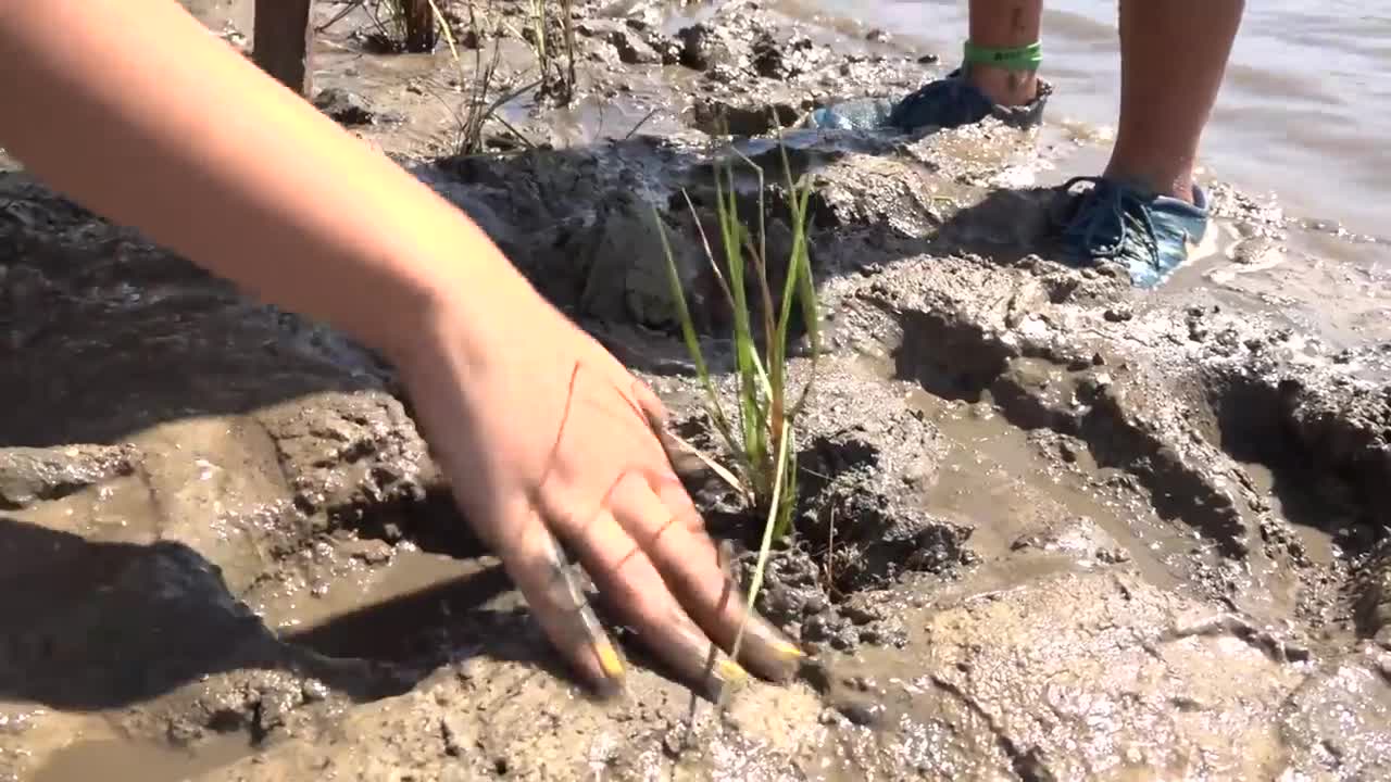 Students Volunteer at Rock Ponds Ecosystem Restoration Project