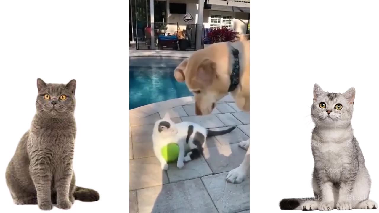 Cat and dog funny video