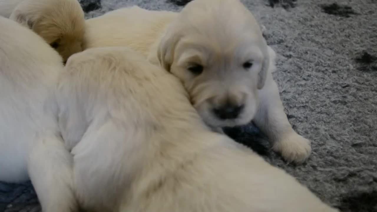 Copie de GOLDEN RETRIEVER DU HAUT FLECHERAY