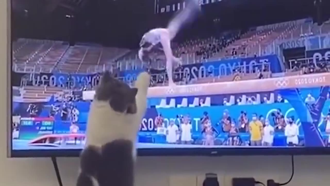 Funny cat video funny animals video
