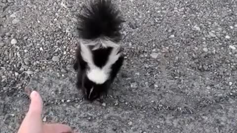 Baby Skunk Toughens up Against Stranger