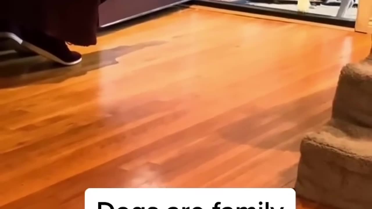 Boomer was never allowed inside the house