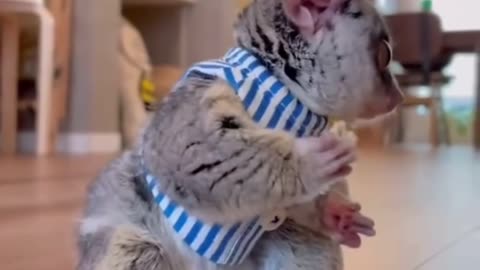 Best Funny Animal Videos of the year (2024), funniest animals ever. relax with cute animals video