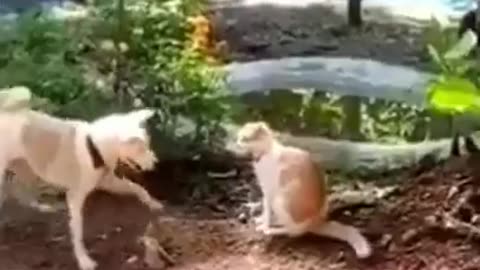 Funny Animals fails😹 #Shorts