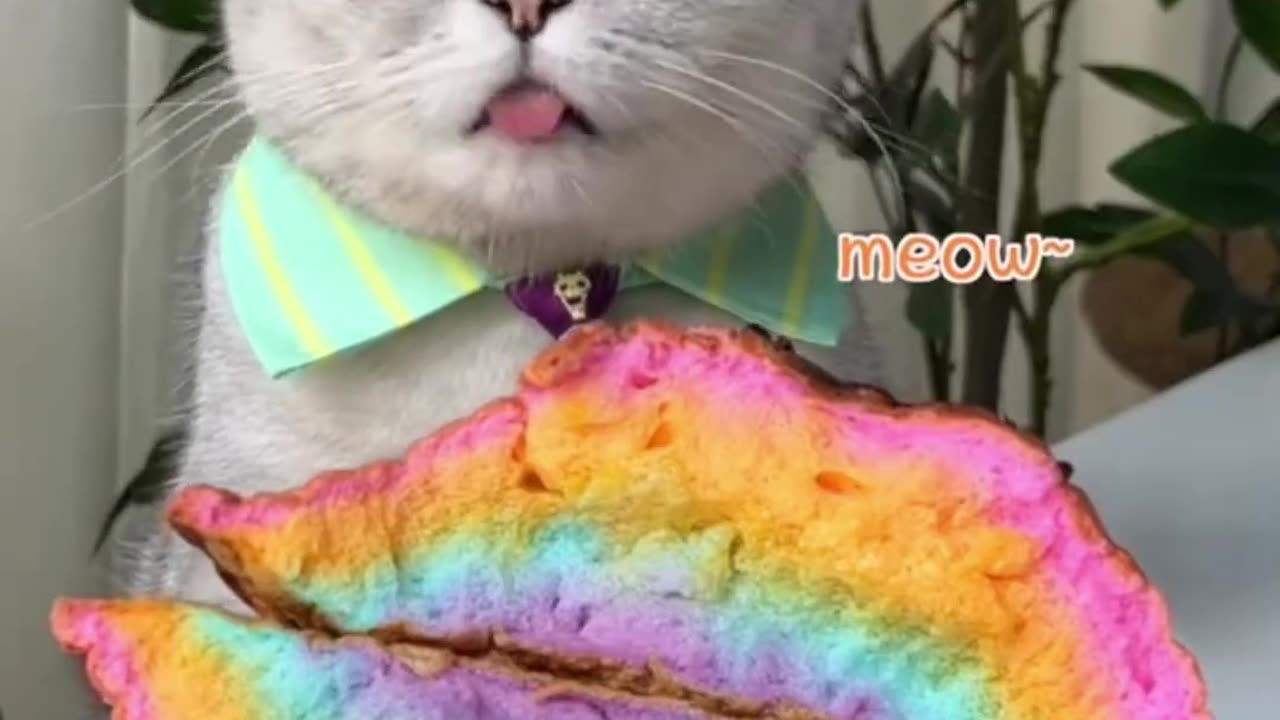 Rainbow cake & strawberry liqueur 🌈🙋‍♂️; perfect dessert combo #cat #love #viral