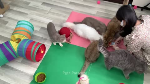 Funniest Cats and Dogs🐶Part#01