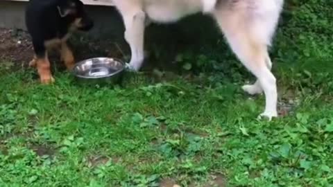 TikTok, funny, viral, videos, Animals, pets, cat, dog,