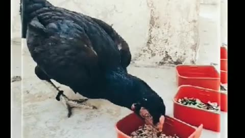 Black Queen Hen