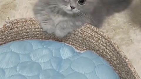 cute blue kitten