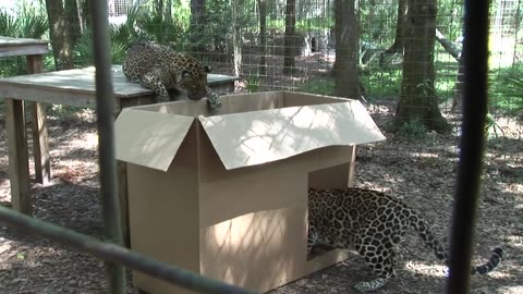 Big Cats Like Boxx Too.....!!!