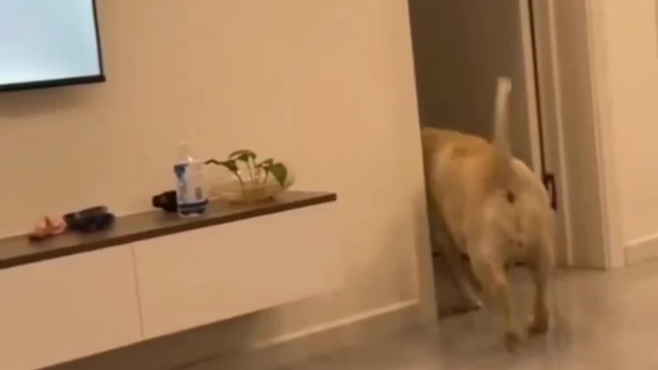 Dog funny moment